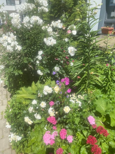 A sunlit, medium-shot, high-angle vertical outdoor photograph captures a vibrant flower garden in front of a modern building. The garden is densely packed with various flowers, including large white roses climbing a bush on the left, interspersed with smaller white and yellow roses. Towards the center and right, a tall lily stalk with numerous buds stands prominently. Smaller flowers in shades of pink, red, and white are scattered throughout the lower half of the frame, alongside lush green foliage, including large hosta leaves. A paved walkway made of interlocking grey bricks is visible on the left side of the image. The background shows a portion of a white building with grey window frames and a green coniferous tree. A terracotta pot containing a succulent plant sits on a surface to the right of the building. The overall impression is a well-maintained urban garden. There are no people visible in the scene. The location is identified as Molokovo, Russia.