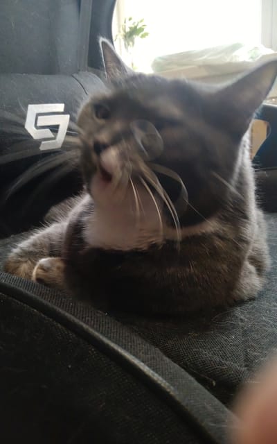 A grey and white domestic cat is captured in motion, its eyes blurred as it appears to be mid-yawn or vocalization. The cat is seated on a dark, textured surface, likely upholstery, with its front paws visible. A white logo, resembling a stylized "G" or "S," is imprinted on a dark fabric behind the cat. The background is out of focus, showing a blurred window with natural light and hints of greenery, suggesting an indoor setting. The image appears to be a candid shot, likely taken within a residential environment. The specific location in Zheleznogorsk-Ilimsky, Russia, cannot be determined from the visual information provided in the image.