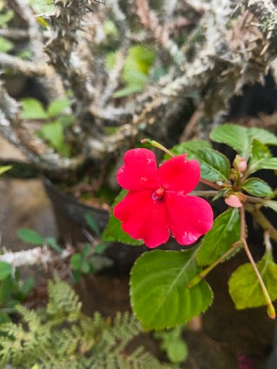 A vibrant red flower, with four distinct petals, is the focal point. Its color contrasts with the surrounding green leaves. The plant appears to be set against a backdrop of a thorny, cactus-like shrub, with a grayish-brown color. The overall composition is tightly framed, emphasizing the flower and its immediate environment.