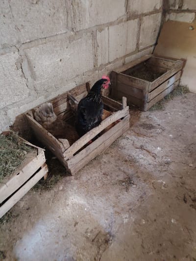 The image depicts the interior of a rustic chicken coop, likely located in or near Верцялішкаўскі сельскі Савет, Belarus, given the context. The scene is characterized by a rough, concrete block wall forming the background. In the foreground, three wooden crates are visible. One crate on the far left contains straw or hay. Two larger crates are positioned side-by-side in the center and right of the frame. The central crate contains at least two chickens: one predominantly black hen with a red comb and wattle, and another lighter-colored chicken partially obscured beneath it. This black hen appears to be settling or nesting. The rightmost crate is also filled with straw or hay, and its lid is partially open. The floor of the coop is a dirt or concrete surface, appearing somewhat uneven and scattered with small debris, straw, and what might be dried mud or droppings. The lighting is dim, suggesting an indoor, possibly enclosed, environment. The overall impression is one of a simple, functional animal enclosure.