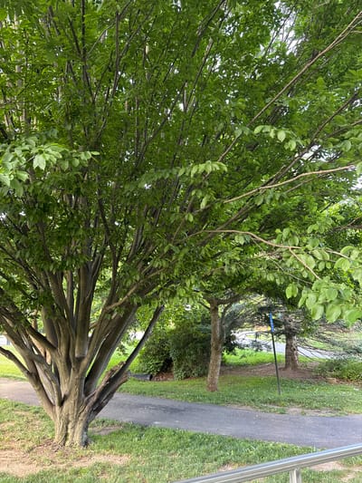 The image depicts an outdoor scene in South Abington Township, United States of America, featuring a large, multi-trunked deciduous tree with abundant green foliage in the foreground. The tree's trunk is textured and appears aged, with its branches extending upwards and outwards, creating a dense canopy. A paved pathway, likely a sidewalk or trail, curves through the grassy area beside the tree. In the background, more trees and shrubbery are visible, along with a blue signpost and a black corrugated pipe. The overall environment suggests a park or a well-maintained public space. There are no people or animals visible in the image.