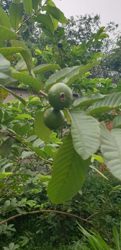 In Chor Sahapur, Bangladesh, two unripe guavas hang from a branch of a guava tree, surrounded by lush green leaves. The guavas are a vibrant green, with the upper one exhibiting a small opening at its blossom end. The branches are a reddish-brown, supporting the weight of the fruit and foliage. In the background, a wall and a brick structure are partially visible through the dense greenery. The overcast sky suggests a cloudy day.