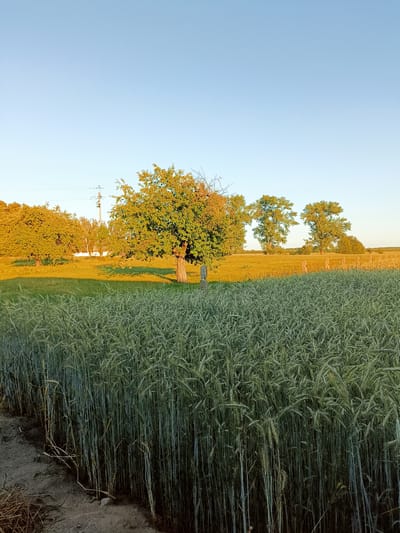 The image shows a rural landscape in Zakrzewo-Kopijki, Poland. In the foreground, a field of tall, green grain crops stretches across the frame, with a dirt path bordering the left side. In the middle ground, a grassy field is illuminated by the golden light of sunset. Several trees are scattered across this field, some with bright green foliage and others with autumnal colors. One prominent tree in the center has a thick trunk and a canopy of green leaves. In the background, more trees and vegetation are visible, along with a distant power line and structure. The sky is a clear, pale blue, with the warm hues of sunset casting long shadows. The overall scene depicts a serene agricultural setting at dusk.