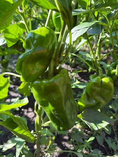 This is a close-up, eye-level shot of several bright green bell peppers growing on a plant in what appears to be a garden. The peppers are plump and glossy, with visible indentations from their shape. Lush green leaves and thick stems surround the peppers, some of which are catching the sunlight, creating highlights and shadows. The background is blurred, showing more of the plant's foliage and the dark soil beneath. There are no people or animals present. The image is sharp and focused on the peppers, with a shallow depth of field. The scene is brightly lit by natural sunlight.