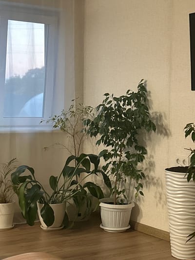 The image shows an indoor scene with several potted plants against a light-colored wall and a window with sheer curtains. The plants vary in size and foliage. In the foreground, to the left, is a potted plant with large, dark green leaves. Next to it is a taller, slender plant with thin branches and small, variegated leaves. To the right of that is a larger, bushy plant with dark green leaves, casting a shadow on the wall. Further to the right is a tall, white planter with a wave-like pattern containing soil and a few visible leaves of a plant. The floor is made of light-colored wood planks. The window on the left allows diffuse light into the room, obscuring details of the outdoors. Two electrical outlets are visible on the wall. There are no people or animals present in the image. The scene appears to be a domestic interior, possibly a living room or hallway, located in Нижние Муллы, Russia.