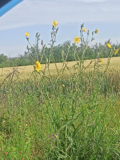 This image depicts a close-up view of yellow wildflowers in a field, with a wheat field and trees in the background under a bright sky with scattered clouds. The foreground is dominated by tall green grass and the yellow flowers, some of which are in bloom, while others are buds. The flowers appear to be of the hawkweed or similar family, characterized by their composite, ray-like petals. The overall scene is one of natural landscape.