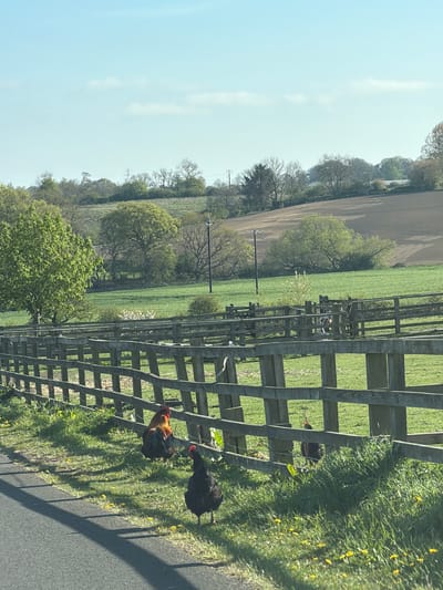 The image shows a rural scene in Witton Gilbert, United Kingdom. A wooden fence runs along the right side of a road, separating it from a green field. Two chickens are visible near the fence on the grassy verge; one is black and the other is brown with a red head. Beyond the fence, the field slopes up to a horizon line dotted with trees and another field. The sky is light blue with some thin clouds. Utility poles are visible in the background.
