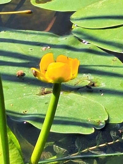 The image captures a yellow water lily bloom emerging from a pond, surrounded by lily pads. The bloom is centrally located and in focus, with its petals unfurled. The lily pads are vibrant green, with some appearing to be partially submerged in the dark water. Shadows of nearby vegetation are cast across the lily pads, indicating sunlight. Small insects are visible on the lily pads and near the bloom. The environment suggests a natural water body, possibly within a park or a garden setting in Pinsk, Belarus, given the context provided. The overall scene is serene and depicts a moment of natural beauty.
