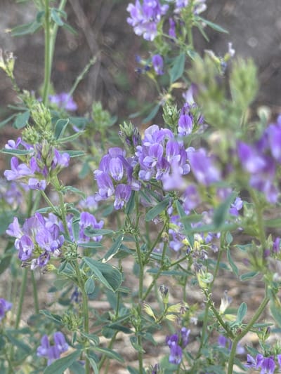 This is a close-up, natural light photograph of a cluster of purple flowers in Valdefresno, Spain. The flowers are small and have a characteristic shape with visible veins. They grow on green stems with compound leaves. The background is blurred, suggesting a shallow depth of field, with muted earthy tones and hints of green foliage. The image appears to be taken outdoors in a natural setting, possibly a field or garden, given the plant life and the natural light. There are no people or man-made objects visible in the frame.