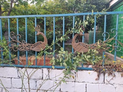 The image captures a detailed view of a weathered, blue metal fence adorned with two decorative, bronze-colored peacock figures on either side. The fence is set against a backdrop of lush green foliage and trees, suggesting an outdoor, possibly garden setting. The fence itself is supported by thick, vertical bars, and the peacock figures, made of intricately crafted metalwork, are attached to the horizontal bars. Vines and green leaves are growing and intertwining with the fence and the peacock decorations. Below the fence, a white brick wall is visible, partially covered by a low-growing plant with small yellow flowers. In the background, behind the fence, several brown planters containing dry, straw-like plants are lined up. The overall impression is one of a slightly overgrown but charming outdoor space, possibly a residential yard or a public garden area in Nabran, Azerbaijan, given the context. The lighting suggests it is daytime, likely during cooler hours of the day. There are no people or animals visible in the frame.
