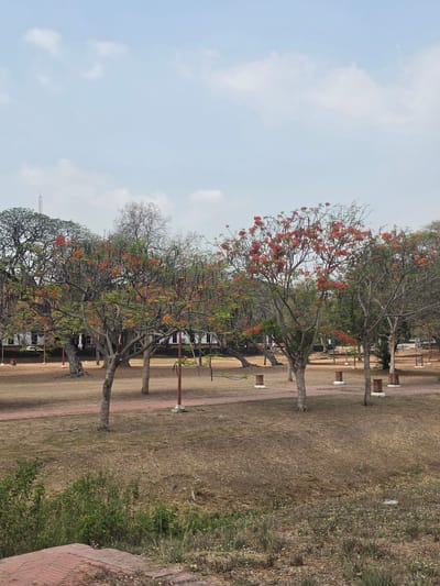The image depicts a park in the Historic City of Ayutthaya, Thailand. A row of trees with reddish-orange flowers lines a pathway that extends into the distance. The ground is covered with dry grass, transitioning to a patch of green vegetation on the right. White benches and red poles are situated alongside the pathway. The sky is light blue with some clouds.