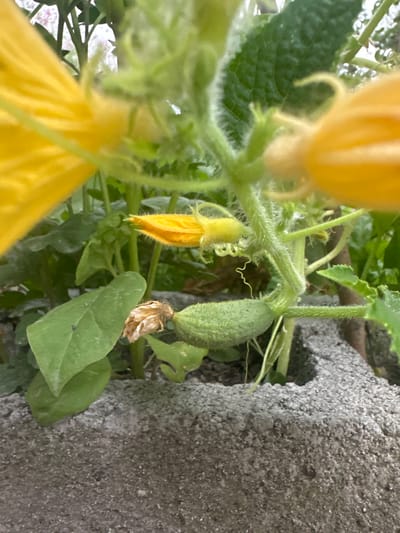 This is a close-up, shallow depth-of-field photograph of a developing cucumber plant with yellow flowers. The plant is growing in what appears to be a raised garden bed constructed from concrete blocks. A small, green cucumber is visible, attached to the stem, along with a yellow flower bud. Another, larger yellow flower is partially visible in the upper left of the frame. The background consists of green foliage and what might be a hint of a pink flowering plant. The overall impression is of a healthy, young vegetable plant. The image location is Myrza-Ake, Kyrgyzstan.