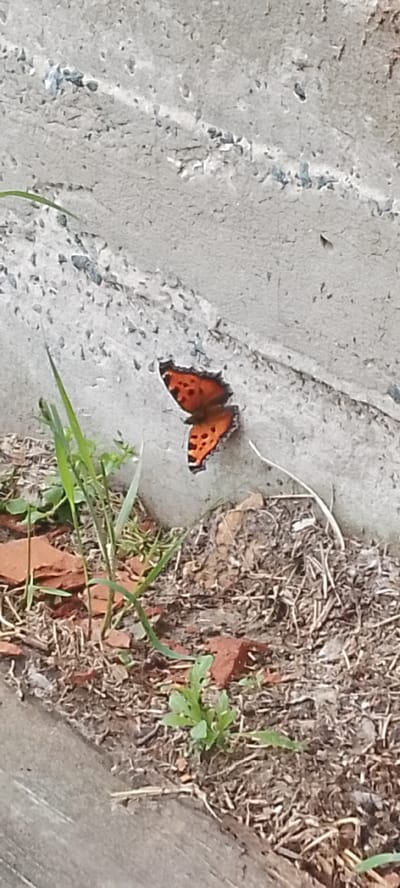A small, orange butterfly with black markings is perched on a textured, light-colored concrete surface. The butterfly's wings are partially open, revealing intricate patterns. Surrounding the concrete are patches of dry grass, soil, and broken pieces of reddish-brown material, possibly bricks or tiles. A few blades of green grass are also visible near the bottom left of the image, growing from the soil. The scene appears to be outdoors in a somewhat unkempt area, possibly a garden or a neglected pathway, in the vicinity of Батово, Russia.