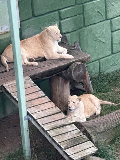 The scene depicts two pale-colored lions, likely lionesses, within an outdoor enclosure at a facility in Demydiv, Ukraine. One lion lies prone on an elevated, weathered wooden platform, facing right with its eyes partially closed. Below and to the right, a second lion rests on the ground, looking left. The ground is a mix of dirt, sparse green grass, and dry vegetation. A weathered wooden ramp descends into the left foreground. A light green metal support pole is present on the left side of the frame. In the background, a textured green wall, appearing to be constructed from large blocks, is visible behind the elevated platform.