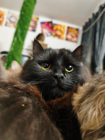 A close-up, low-angle shot captures a black cat with striking yellow eyes peering directly at the camera from a fluffy, multi-colored fur blanket. The cat's face is the central focus, with its ears slightly pointed and whiskers prominent. Behind the cat, a blurry background reveals a green object, possibly a scratching post, and several framed pictures or posters on a light-colored wall, hinting at an indoor setting. The overall impression is one of an intimate, domestic scene. There is no information in the image to suggest a location in Morąg, Poland.