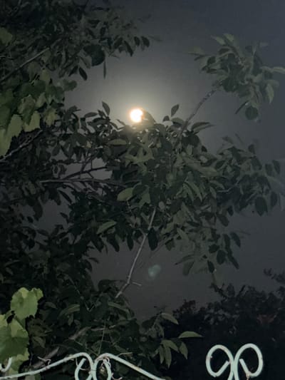The image depicts a night scene in Protopopivka, Ukraine, featuring a partially obscured moon visible through the branches and leaves of a tree. The moon is glowing brightly and appears to be in the upper-middle section of the frame. The foreground includes a decorative, light-colored metal fence with curved elements. The surrounding environment is dark, with dense foliage dominating the composition, suggesting an outdoor setting such as a garden or park. The overall atmosphere is serene and nocturnal. There are no people or animals visible in the image.