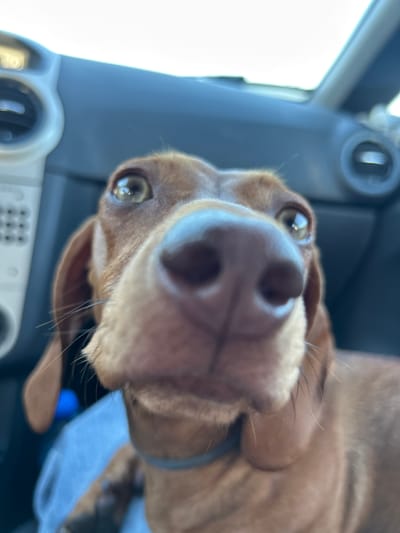 A close-up, slightly upward-angled shot shows the face of a brown dog, likely a Vizsla or similar breed, with a prominent, light-colored nose filling much of the frame. The dog's eyes are visible, looking towards the camera. The background is blurred, showing elements of a car interior including part of the dashboard and air vent. The location in the city of Orizovo, Bulgaria cannot be inferred from this image.