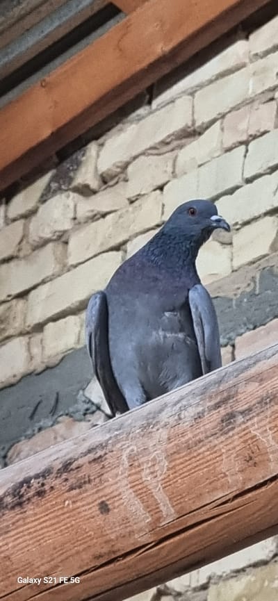A pigeon is perched on a wooden beam in front of a brick wall. The pigeon is dark gray with iridescent neck feathers. Its eye is visible, as is its beak. The wooden beam is weathered and appears to be part of a roof structure. The brick wall is made of light-colored bricks. The background is out of focus, but appears to be an outdoor environment. The timestamp "Galaxy S21 FE 5G" is visible in the bottom left corner. The scene is set in the city of Ingichka, Uzbekistan.