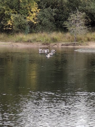 A horizontal shot depicts a lake bordered by a sandy shore and green trees. Several ducks are visible near the shoreline, swimming in the water. Ripples and reflections create a textured effect on the lake's surface, contrasted by the calm reflections on the left. A boat is visible in the distance near the shoreline.