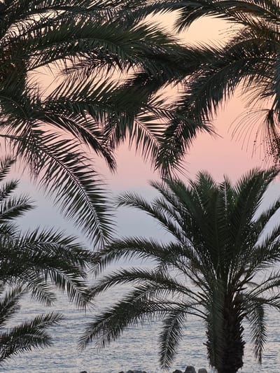 This is a vertical, medium shot taken outdoors during twilight in Chlorakas Community, Cyprus. The image features several palm trees framing a view of the sea and the sky. The palm fronds are dark green and appear to be in the foreground and midground. The sky displays a gradient of colors, transitioning from a soft pink or peach hue at the top to a pale, muted blue or grey at the bottom. The sea is visible in the lower portion of the image, with gentle ripples and a muted blue color. There are a few dark rocks or a low wall visible along the waterline. The overall impression is one of a serene coastal scene at dusk. No people or specific actions are depicted.