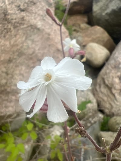 This close-up photograph features a delicate white flower in sharp focus against a blurred background of rocks and greenery. The flower has five pointed petals, with delicate veins visible. In the center of the flower, the stamen and pistil are a pale yellow. Hints of pink are visible on the edges of some petals and on a small bud to the left of the main flower. The flower is attached to a thin, dark, hairy stem that extends upwards and to the right, with a few small, dried seed pods clinging to it.
The background consists of various sizes of stones, ranging in color from light tan to darker grey, interspersed with patches of vibrant green foliage. The lighting suggests it is daytime, possibly overcast or early morning, as there are no harsh shadows. The overall mood is serene and natural, highlighting the beauty of the small flower in its environment. The location context provided is Nasva alevik, Estonia. There is no visible text in the image.