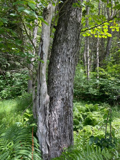 This is a vertical, medium shot of a forest in Brantingham, United States. The foreground features two trees side by side. The tree on the right has rough, grey bark, and the tree on the left is lighter grey and appears dead and twisted. The ground is covered in lush green ferns and grass. In the background, a dense forest of deciduous and evergreen trees creates a dappled shade. Sunlight filters through the leaves, illuminating some areas of the forest floor and creating a vibrant green scene. No people or animals are visible in the image.