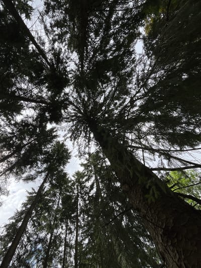 The image depicts a low-angle view looking up through a dense canopy of coniferous trees. The sky is visible through the branches, with a mix of clouds and lighter patches. The trees are silhouetted against the sky, making it difficult to discern fine details of the foliage. The bark of one prominent tree trunk, in the foreground and to the right, is textured and dark. The overall impression is one of being within a forest, with the trees reaching upwards towards the sky. The scene is devoid of any people or specific landmarks that would indicate its precise location within Saint-Vith, Belgium, beyond being in a forested area.