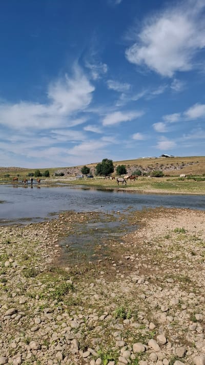A pastoral scene unfolds under a bright blue sky with scattered white clouds. A shallow, rocky river flows through the foreground, with patches of green vegetation and pebbles lining its banks. In the middle ground, several horses are drinking from the river or grazing on the grassy banks. A few trees dot the landscape, and a gentle, grassy hill rises in the background. Buildings and a dirt road are visible on the crest of the hill. The overall impression is one of a serene, rural landscape, possibly on the outskirts of Боралдай, Kazakhstan.