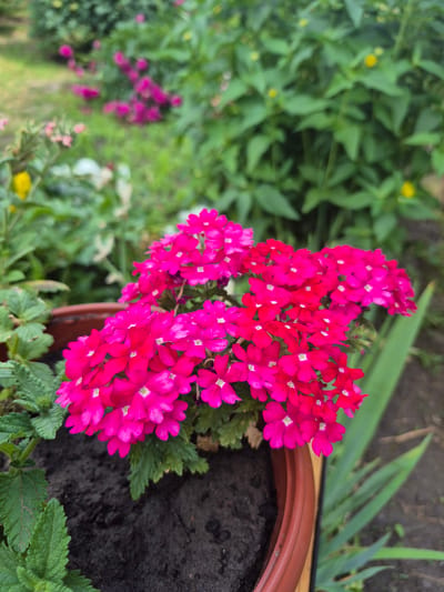 A medium shot captures a cluster of vibrant fuchsia verbena flowers in the foreground, planted in a brown pot filled with dark soil. The flowers are tightly packed and exhibit a delicate, star-like shape with white centers. To the left of the pot, the serrated green leaves of another plant are visible. The background is a soft blur of greenery, suggesting a garden setting. In the distance, hints of other pink and yellow flowers can be discerned amongst the foliage. The scene is consistent with an outdoor setting in Kozelshchyna, Ukraine, likely a garden or a park.