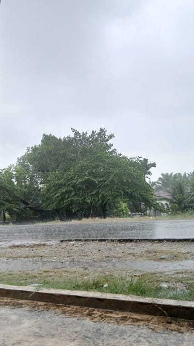 A wide shot shows a road and a grassy area on a rainy day in Sumbokrayek, Indonesia. The sky is overcast and gray, and rain is visibly falling, creating ripples on the wet road surface. A large, dense green tree dominates the middle ground, with smaller trees and foliage visible to its left and right. Behind the trees, a house with arched windows and a tiled roof can be seen, along with palm trees. The foreground shows a concrete curb separating the grassy area from the road. The overall impression is one of a quiet, wet afternoon in a tropical environment.