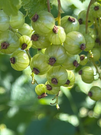 A close-up, vertical, outdoor shot focuses on a cluster of unripe green berries, likely currants, hanging from a branch against a blurred green background of foliage. The berries are spherical and ribbed, with visible brown calyx remnants at their tops. The lighting suggests a sunny day, creating highlights on the smooth surfaces of the berries. The image does not depict any specific location within the city of Kerro, Russia, or any people or actions.