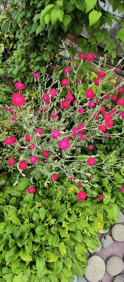 The image shows a close-up view of a garden in the LMS Settlement, Russia. The primary subjects are a cluster of vibrant pink flowers, likely Lychnis coronaria, with their delicate petals and fuzzy grey stems. These flowers are interspersed with lush green foliage, creating a striking contrast. To the right of the flowers, a patch of larger, crinkled green leaves is visible, and a scattering of smooth, grey river stones further accentuates the natural, outdoor setting. The scene appears to be set outdoors during the daytime, with natural light illuminating the plants. The focus is entirely on the flora, suggesting a moment of appreciating the beauty of nature in a garden. There is no visible text in the image.