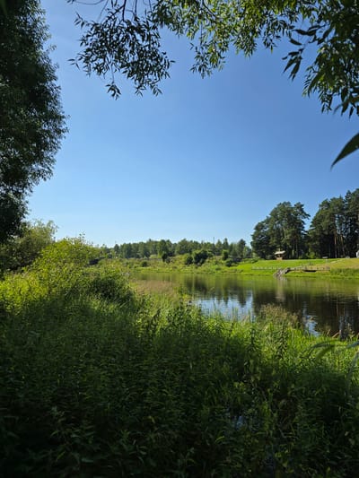 A still, wide shot captures a serene river scene under a clear blue sky. Lush green foliage dominates the foreground, with tall grass and bushes lining the riverbank. The dark, calm water of the river reflects the sky and the surrounding trees. Across the river, a grassy bank is dotted with tall pine trees, and a small wooden gazebo with a wooden deck and steps leading into the water. The scene appears peaceful and natural, with no visible people or signs of activity beyond the gazebo and its dock. The location is specified as Voinskaya Chast' Mchs, Russia.