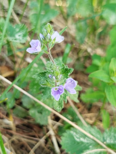 A close-up shot of a light purple flower with four petals, surrounded by small green leaves and stems. The plant is growing among blades of grass and other greenery. The background is blurred, suggesting a shallow depth of field. The location and specific details about Заречье, Russia are not ascertainable from the image.