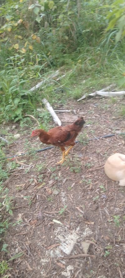 A reddish-brown chicken stands in a grassy, dirt-covered yard. The chicken has yellow legs and a dark head. In the background, there's dense green vegetation. A light brown, rounded object, possibly a dog's head, is visible in the lower right corner of the frame. The ground is covered with scattered leaves and small twigs. A dark plastic pipe lies near the chicken.