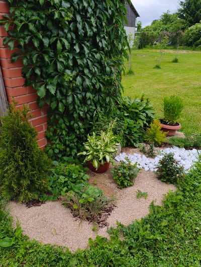 This is a medium-angle, eye-level, outdoor, daytime, full-shot photograph of a garden bed adjacent to a red brick wall covered in lush green ivy. The garden bed features a variety of plants, including a conical evergreen shrub on the left, a potted hosta with variegated green and white leaves in the center, and several smaller green shrubs and plants. The ground is covered with a mixture of light brown gravel and mulch. A section of the garden bed is decorated with smooth white stones. In the background, a green lawn slopes away, with several young trees and bushes. A rustic wooden building is partially visible in the upper right corner. The lighting is soft and diffused, suggesting an overcast day. The image was taken in the city of Brodi, Latvia. There are no people or animals visible in the photograph.