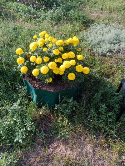 A cluster of bright yellow marigolds blooms in a green, hexagonal planter, positioned in an outdoor grassy area. The planter is filled with dark soil, and the flowers are densely packed, creating a vibrant mound of color. The surrounding environment consists of dry, brown grass mixed with patches of green vegetation. In the background, more greenery and some distant, indistinct objects can be seen. The scene appears to be in a public space or garden, likely located in Atbasar, Kazakhstan, given the context of the prompt. The image captures a sunny day, with shadows indicating the sun's position.