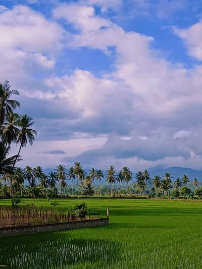 The image depicts a vibrant green rice paddy field bathed in the soft light of a cloudy sky. A line of tall, slender coconut palm trees stretches across the horizon, their fronds silhouetted against the dramatic, cloud-filled sky. The foreground of the rice paddy shows rows of young rice plants, their green stalks reflecting the light. A low stone wall borders the paddy, topped with a rustic fence made of vertical wooden stakes. Beyond the fence, more lush greenery and scattered trees are visible, with a few small structures hinting at human presence. In the distance, rolling hills or mountains form a hazy backdrop, their contours softened by the atmospheric perspective. The scene appears to be a tranquil rural landscape, likely in Pulo Dayah, Indonesia, given the prevalence of coconut trees and rice cultivation in that region. There are no people visible in the image, and no specific actions are being performed. The overall impression is one of serene natural beauty.