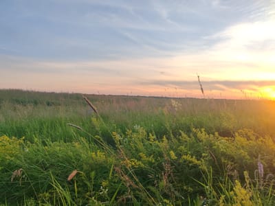 This image depicts a wide, grassy field at sunset. The sun, a bright orange glow, is visible on the right side of the frame, casting a warm light across the scene. The sky above is a gradient of pale blue and soft pink, with wispy clouds stretching across. The field itself is filled with tall green grass and dotted with small yellow wildflowers. In the foreground, some of the grass and wildflowers are slightly blurred, suggesting a shallow depth of field and focusing attention on the expanse of the field. The overall mood is serene and peaceful, evoking a sense of nature's beauty at the close of day. There are no people or discernible objects in the image, and no visible text. The scene suggests a rural or natural setting, consistent with the provided location context of Pakalubicki Sel'ski Savet, Belarus. The time of day is clearly sunset, and the weather appears calm.