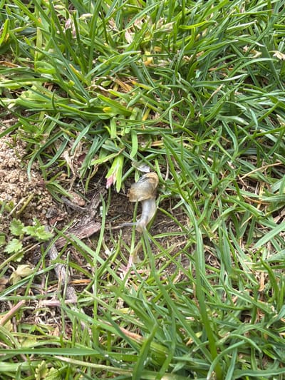 The image depicts a close-up view of a patch of grass. In the center of the frame, partially obscured by the grass, is a snail. The background consists of soil and dead organic matter. The exact location in Kavrakirovo, Bulgaria cannot be determined without further information.