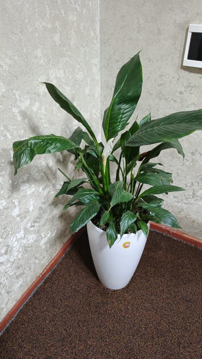 A potted peace lily sits in the corner of a room, against a textured, beige wall. The plant has large, dark green leaves and a single white spathe with a prominent spadix. The pot is white and slightly conical in shape. The floor beneath the plant is covered in a dark brown speckled carpet. A wooden trim runs along the base of the wall, meeting the carpet. A small, oval yellow sticker with red lettering is visible on the front of the pot. To the right of the plant, a portion of a white framed object with a dark screen is visible on the wall.