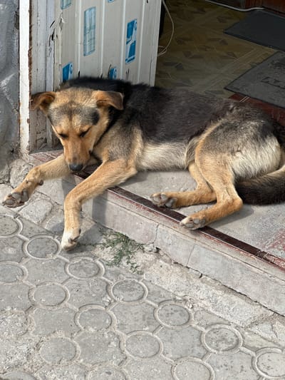 A medium-sized dog with brown and black fur is sleeping on a raised concrete threshold. The dog is lying on its side with its front paws extended forward, one of which is dangling over the edge of the threshold. The dog's eyes are closed, and its head is resting on its paws. The threshold is made of concrete and has a metal trim. The ground in front of the threshold is paved with interlocking concrete blocks. In the background, there is a white corrugated metal wall with some peeling paint and stickers of energy drink cans. The scene appears to be outdoors, possibly in an urban or semi-urban environment. The lighting suggests it is daytime, with sunlight casting shadows. The location is identified as Shatava, Ukraine.