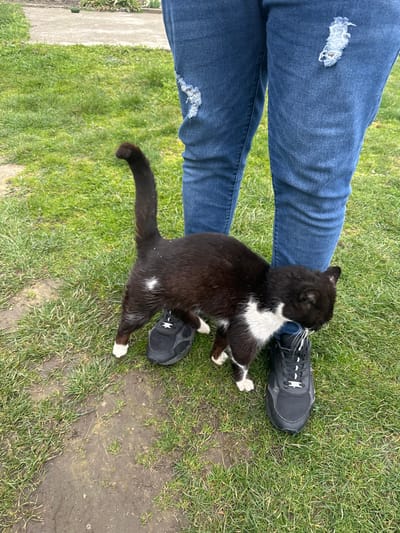 In Visok, Bulgaria, an outdoor scene depicts the lower half of an individual and a domestic cat. The individual wears dark blue denim jeans, distressed with tears on both thighs, and black athletic sneakers with white laces. A black and white cat, primarily black with a white chest, white paws, and a small white patch on its left flank, is positioned between the individual's legs. The cat is rubbing its head against the person's right shin/foot, with its back arched and tail held upright. Small white specks are visible on the cat's black fur. The ground consists of green grass with a dirt path visible in the lower left portion of the frame. A concrete edge is partially visible in the background, with further indistinct green vegetation beyond it.