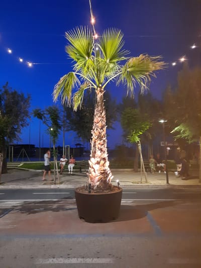 The image captures a twilight scene in Pesaro, Italy, likely near the beachfront promenade. A large potted palm tree, illuminated from below, dominates the foreground. String lights crisscross the deep blue sky above. In the middle ground, a paved walkway with streetlights runs alongside a street. Several people are visible, including a man standing and two individuals seated on a bench. Beyond the walkway, there's a grassy area and some trees. In the distance, structures that appear to be part of a beach facility can be seen. The overall ambiance is serene and suggests an evening gathering place.