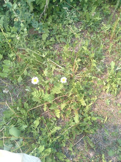 This media file is a high-angle shot of a grassy area with scattered wildflowers. The primary subjects are two white daisies with yellow centers, blooming amidst a variety of green foliage and dry grass. The scene appears to be a natural outdoor setting, likely a field or a patch of uncultivated ground. The lighting suggests it is daytime, possibly late morning or early afternoon, with sunlight filtering through the leaves. There are no people or discernible man-made objects in the frame, apart from what appears to be a corner of a light-colored cloth at the very bottom left of the image, which could be part of a picnic blanket or clothing. The image is focused on the natural elements, with the textures of the leaves and the soft petals of the daisies being prominent. The overall impression is one of a serene, natural landscape. No text is visible in the image.