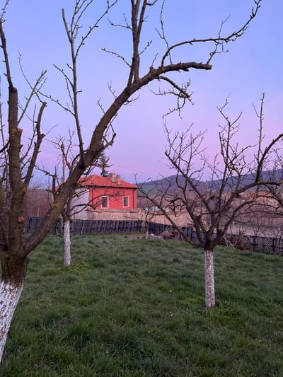 This image depicts a rural landscape in Drinovo, Bulgaria, observed during what appears to be late evening or dusk, characterized by a sky gradient transitioning from light blue at the zenith to pink and purple hues near the horizon. In the immediate foreground, a patch of green, uneven grass occupies the lower half of the frame. Several deciduous trees, largely bare of leaves but showing nascent buds, are prominent. Two main tree trunks, one on the left and another further back and to the right, are partially painted white near their bases. Their complex network of bare branches extends upwards, filling the upper portion of the frame against the twilight sky.
In the mid-ground, behind the foreground trees and across a dark, low-lying fence, stands a two-story house. The primary section of the house is painted a distinct red-orange color with a matching tiled gable roof and a brick chimney. Two rectangular windows are visible on its façade. An attached section of the house, to the left, is colored light gray. Utility poles with overhead power lines are visible to the left of the house. Further behind the red house and to its right, another building with a dark, possibly thatched or corrugated, roof is partially visible. The background features a range of dark green hills or mountains silhouetted against the colorful horizon. There are no individuals or discernible human activities present in the scene.