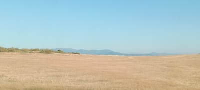 The image shows a vast, dry, golden field under a clear, pale blue sky. In the middle ground, a line of low, scrubby bushes and trees runs horizontally across the frame. Beyond the bushes, a range of distant, hazy blue mountains forms the horizon. The overall impression is one of a wide-open, arid landscape. No people, structures, or specific landmarks are visible in the image to indicate a particular location within Casarrubios del Monte, Spain.