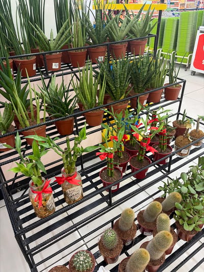 The image displays a retail display of various potted plants, predominantly succulents and bamboo, arranged on a tiered black metal shelf. The backdrop suggests an indoor commercial setting, possibly a garden center or a section within a larger store. In the background, green shopping baskets are visible, indicating a supermarket or department store environment. A small red sign with white lettering is partially visible on the right side. The lighting appears to be artificial, consistent with an indoor shopping space. The specific location in Dagupan, Philippines, is not discernible from the visual elements present in the image. There are no people depicted in the scene.