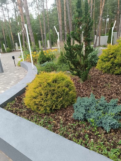 The image depicts a landscaped area, likely a park or garden, in Старобінскі сельскі Савет, Belarus. The scene is dominated by various coniferous shrubs and trees, including a bright yellow, rounded bush in the foreground and a cluster of blue-green, low-growing shrubs. The ground is covered with a thick layer of pinecones. Behind the shrubs, there is a pathway made of gray paving stones, and a curved, grey concrete planter box. In the background, tall pine trees form a dense forest. String lights are suspended between white poles, suggesting an outdoor event or aesthetic lighting. There are no people visible in the image. The overall impression is one of a well-maintained, naturalistic outdoor space.