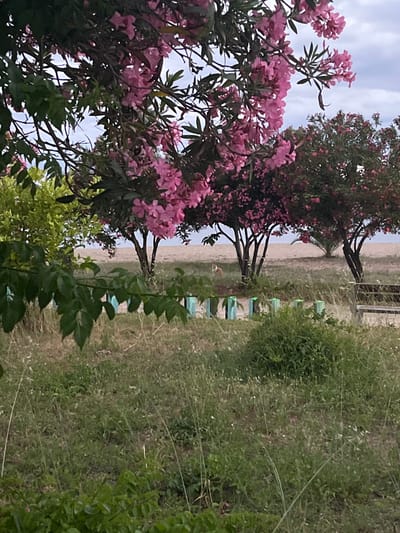 An outdoor scene in Gerakini, Greece, features a beach in the background with sand and a calm sea under an overcast sky. In the middle ground, there are several trees with abundant pink flowers, one of which has a small, light-colored dog standing beneath it. A wooden bench is visible to the right. The foreground is dominated by a grassy area with some green foliage and decorative teal posts with illuminated tops.